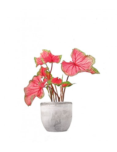 Caladium "Sizzle"