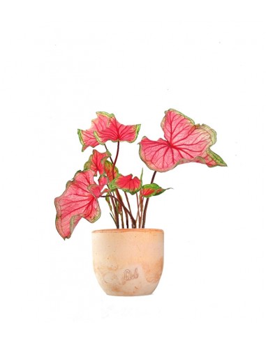 Caladium "Sizzle"