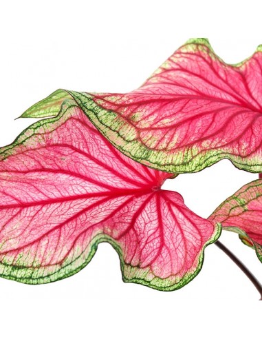 Caladium "Sizzle"