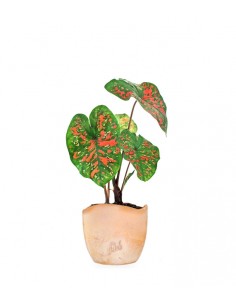 Caladium "Sparkle"