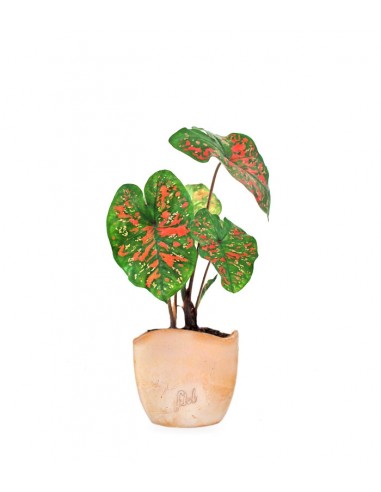Caladium "Sparkle"