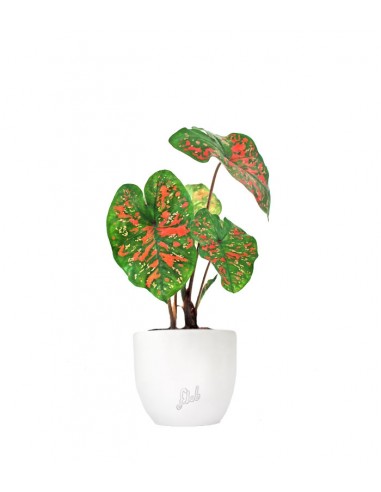 Caladium "Sparkle"