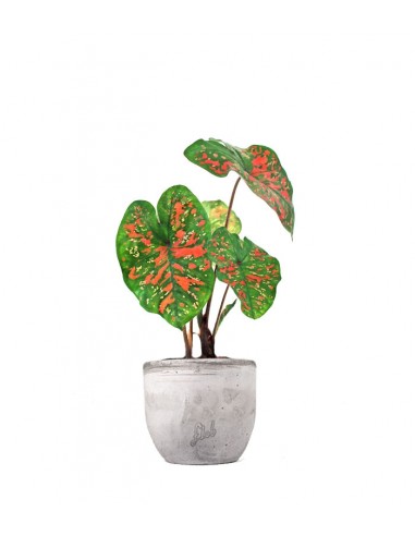 Caladium "Sparkle"