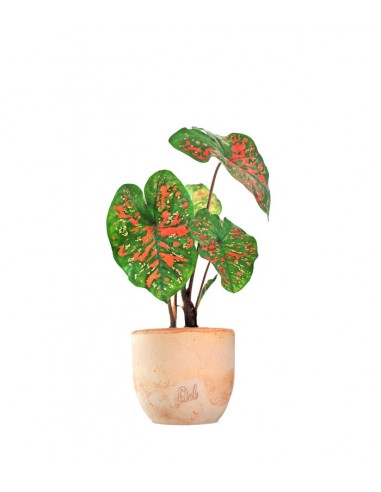 Caladium "Sparkle"