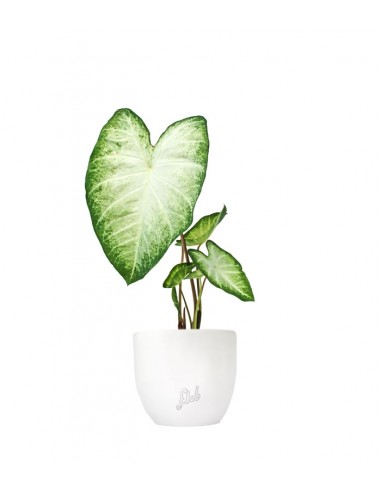 Caladium "White marble"