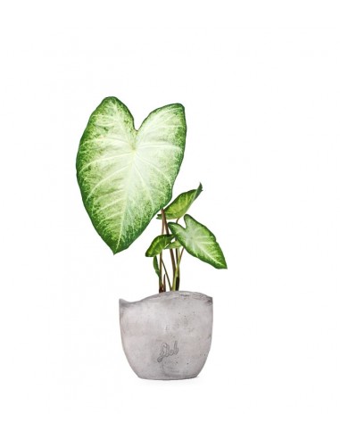 Caladium "White marble"