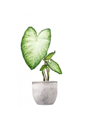 Caldium "White marble"