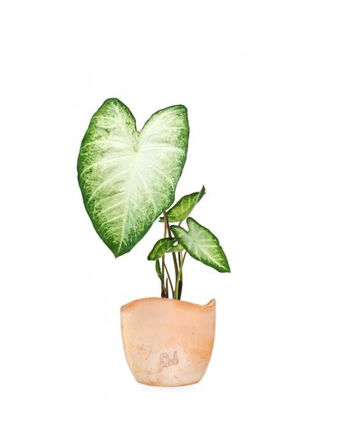 Caladium "White marble"