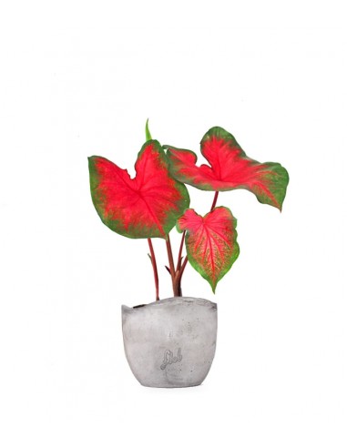 Caladium bicolor