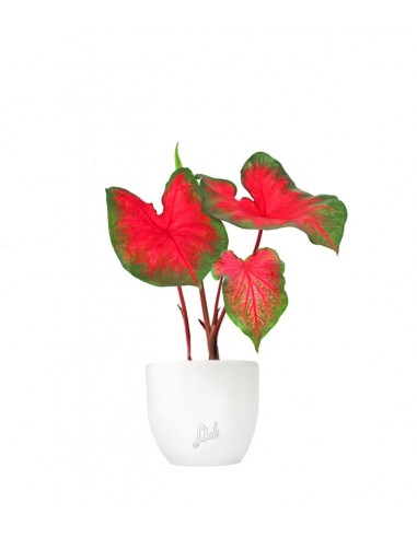 Caladium bicolor
