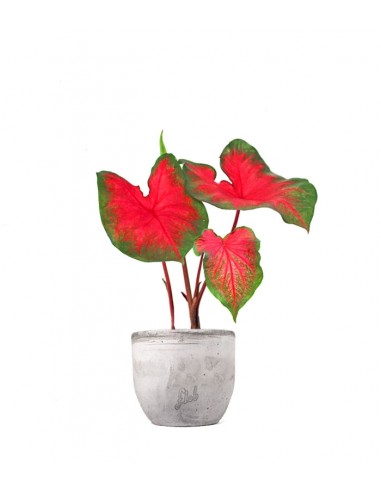 Caladium bicolor