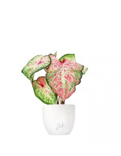Caladium Picturatum