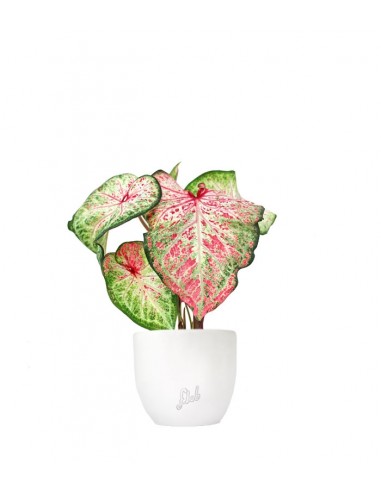 Caladium Picturatum