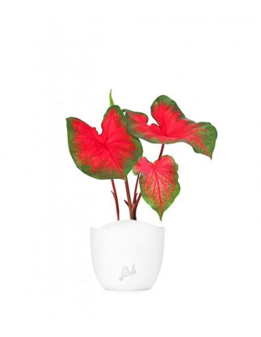 Caladium bicolor