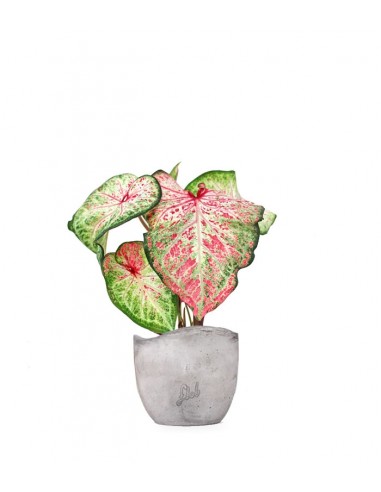 Caladium Picturatum