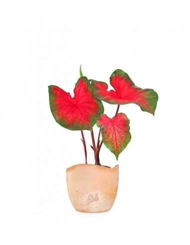 Caladium bicolor