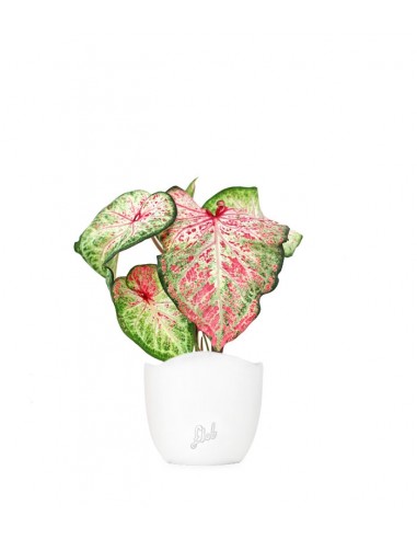 Caladium Picturatum