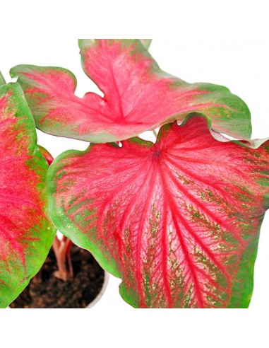 Caladium bicolor