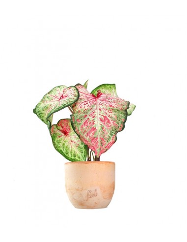 Caladium Picturatum