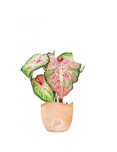 Caladium Picturatum