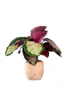 Calathea