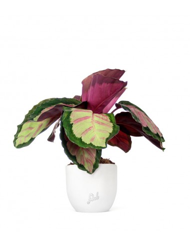 Calathea