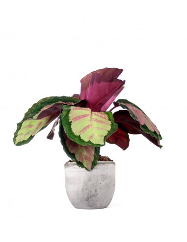 Calathea