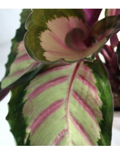 Calathea 2