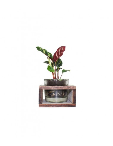 Calathea con supporto in legno