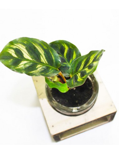 Calathea con supporto in legno