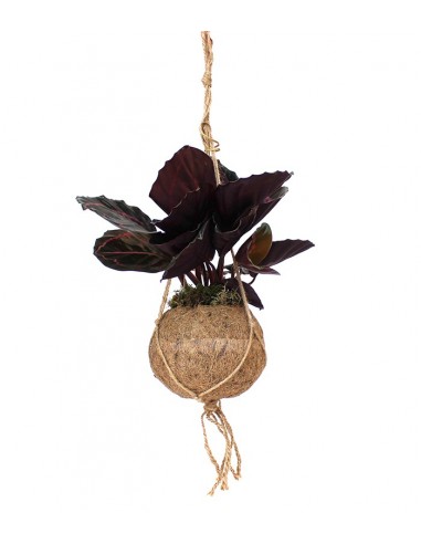 Calathea dottie in fibra di cocco