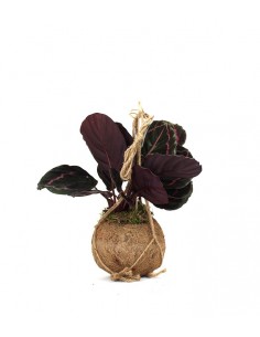 Calathea dottie in fibra di... 2