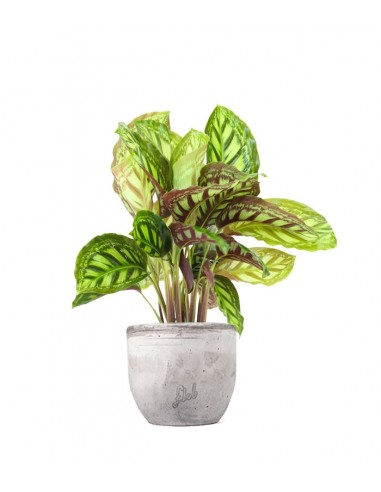 Calathea Flamestar