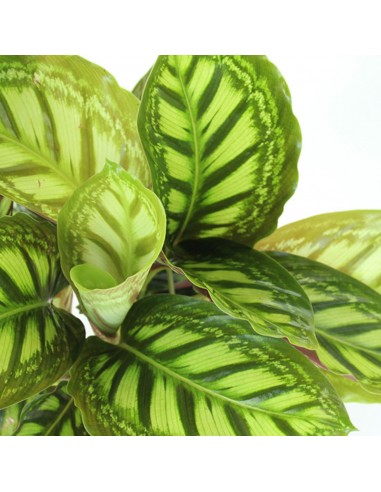 Calathea Flamestar