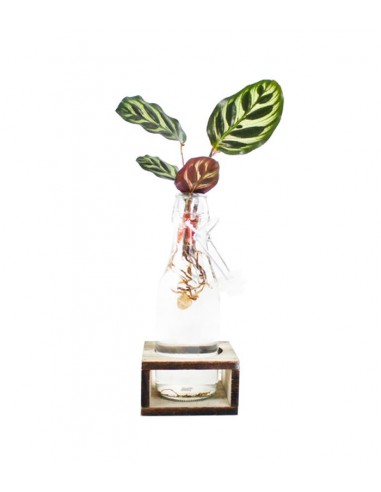 Calathea idroponica con supporto in...