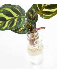 Calathea idroponica in... 2