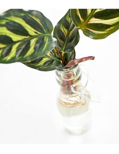 Calathea idroponica in bottiglia