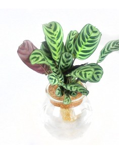 Calathea idroponica in... 2
