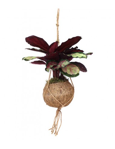Calathea in fibra di cocco