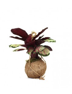 Calathea in fibra di cocco 2