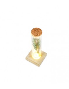 Calathea in vetro con led 2