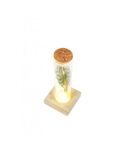 Calathea in vetro con led