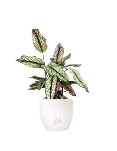Calathea majestica 'Whitestar'