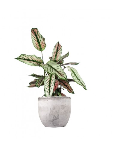 Calathea majestica 'Whitestar'