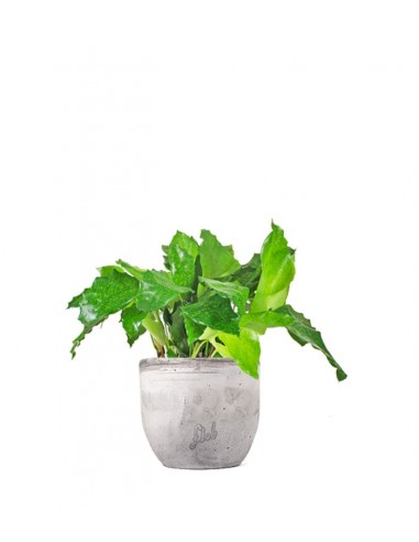 Calathea musaica Network