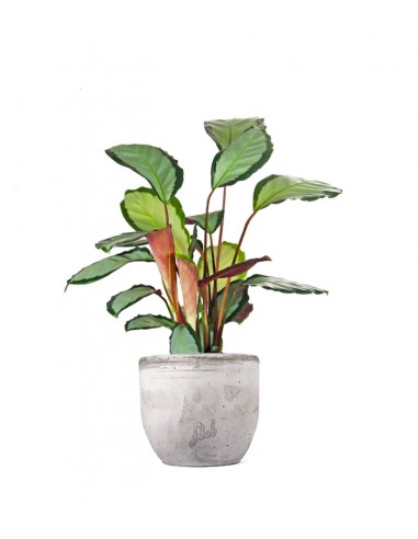 Calathea picturata 'Argentea'