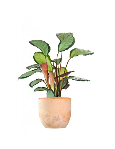 Calathea picturata 'Argentea'