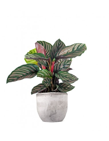 Calathea sanderiana