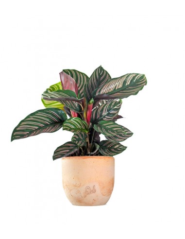 Calathea sanderiana