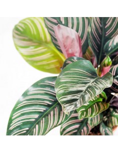 Calathea sanderiana 2